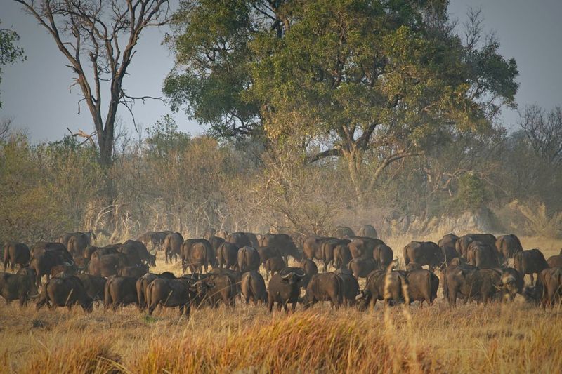 081624 Cape Buffalo herd 7.jpg