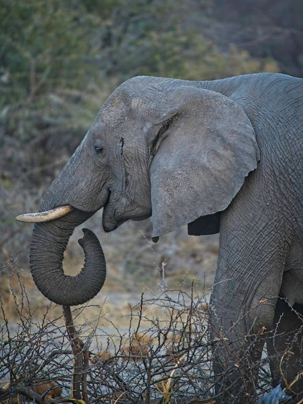 081624 Elephant 2 4.jpg