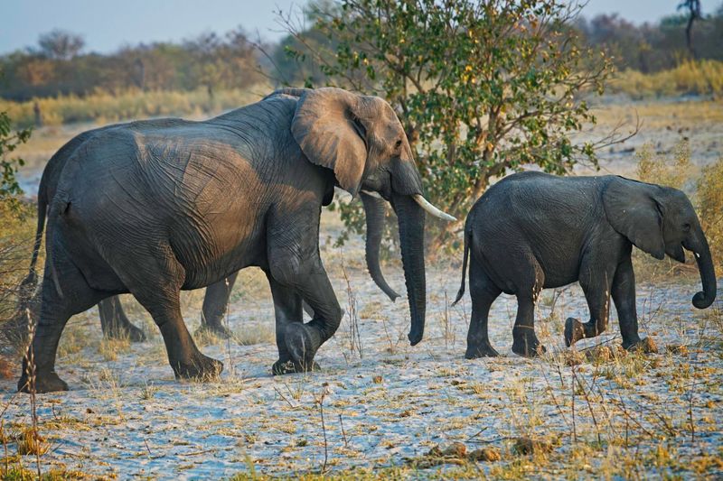 081624 Elephant 3 5.jpg