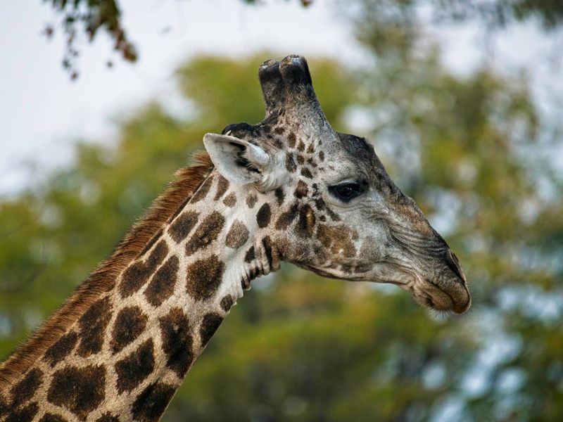 081624 Giraffe 2 19.jpg