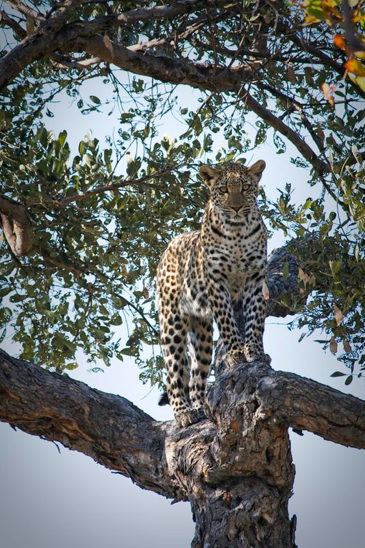 081624 Leopard 17.jpg