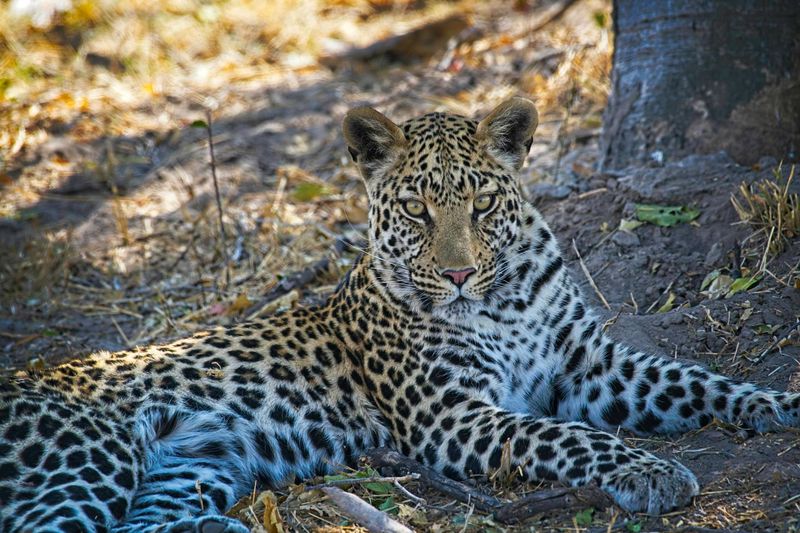 081624 Leopard 2 43.jpg
