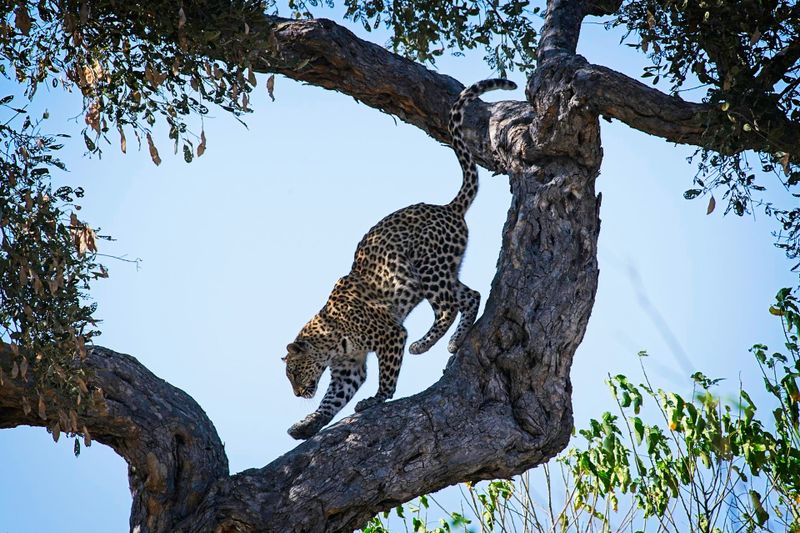 081624 Leopard 20.jpg