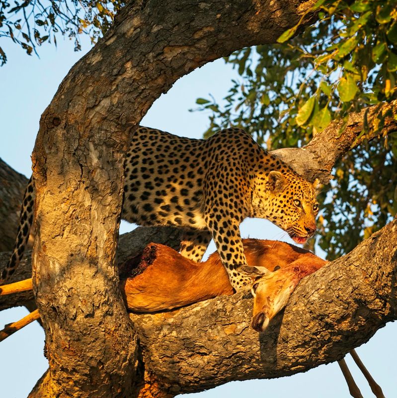 081624 Leopard 3 30.jpg