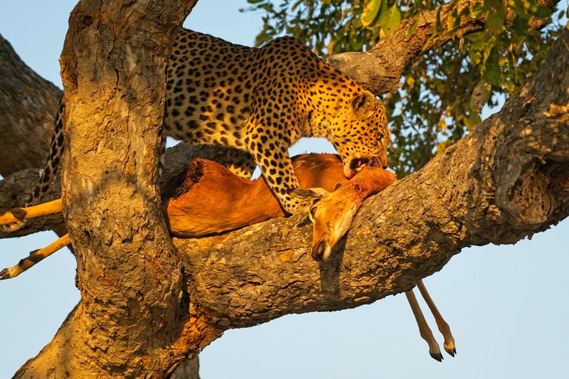 081624 Leopard 3 33.jpg
