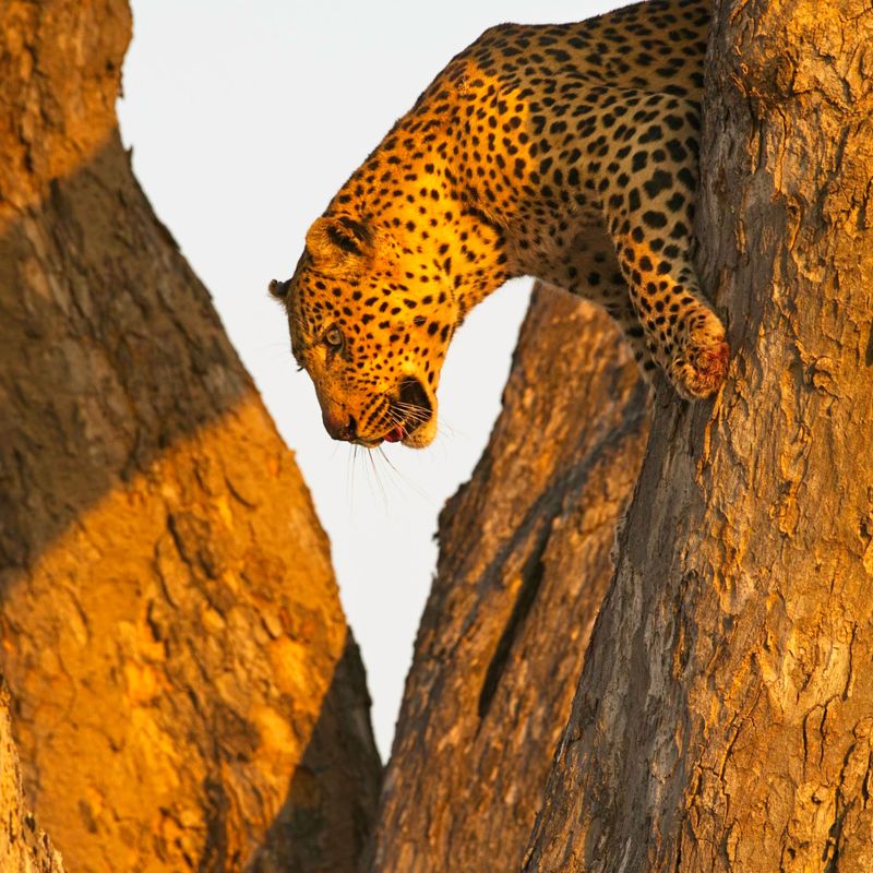 081624 Leopard 3 50.jpg