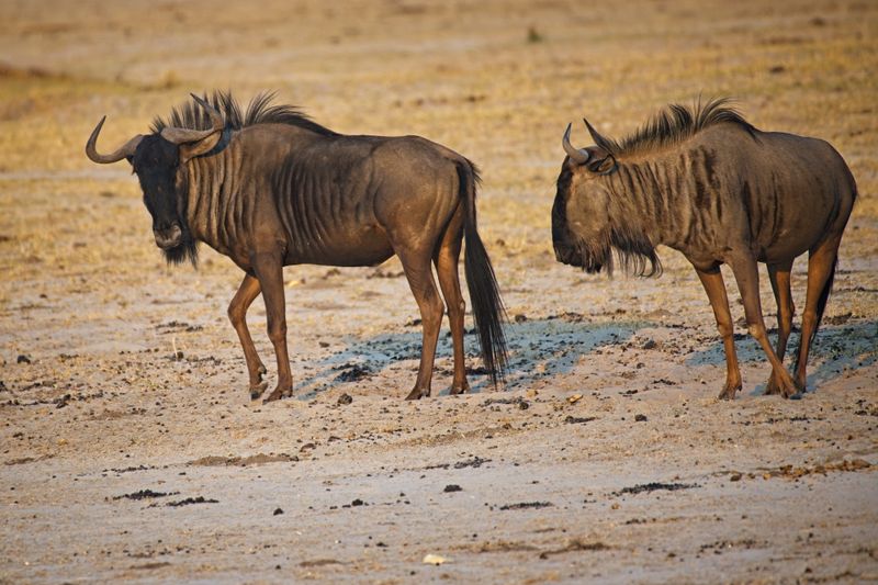 Blue wildebeest.jpg