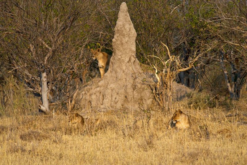 081724 Lion stalk and kill 1.jpg