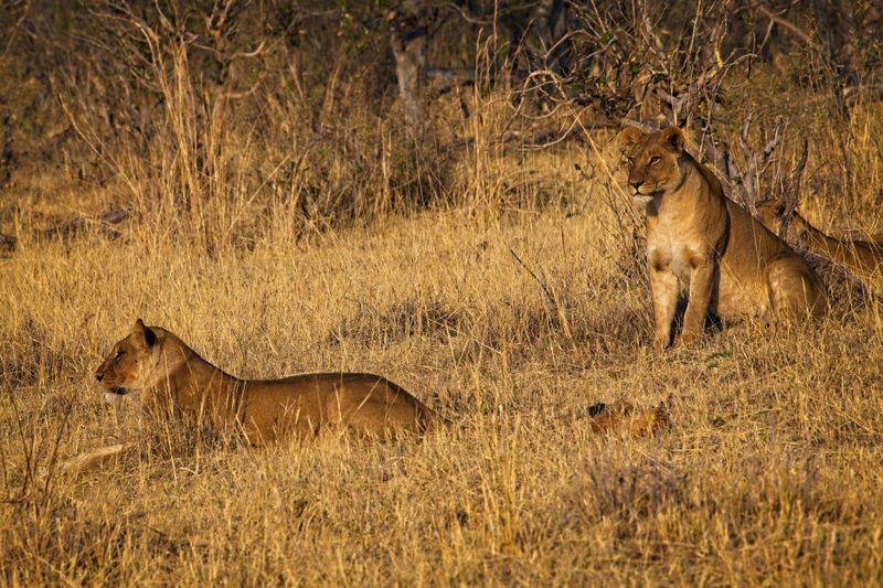 081724 Lion stalk and kill 2.jpg