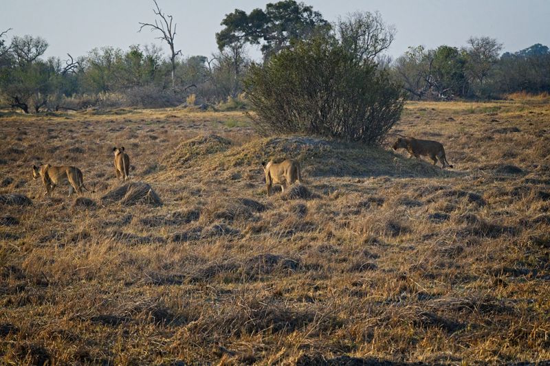 081724 Lion stalk and kill 4.jpg