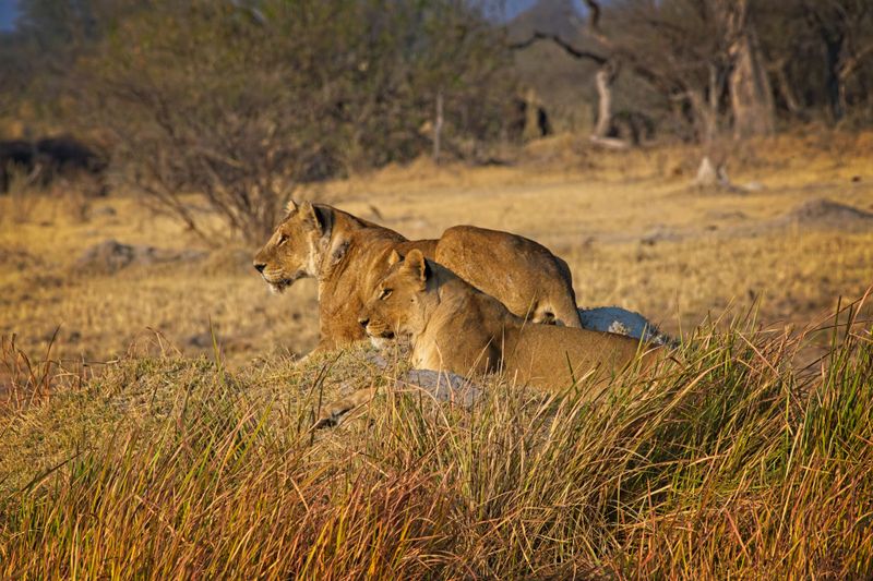 081724 Lion stalk and kill 3.jpg