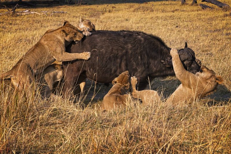 081724 Lion stalk and kill 5.jpg
