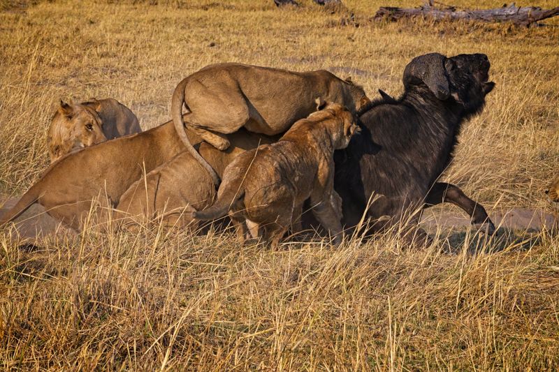 081724 Lion stalk and kill 6.jpg