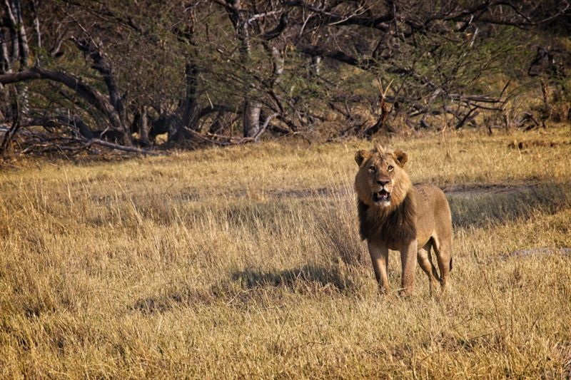 Male lion at kill site 1.jpg