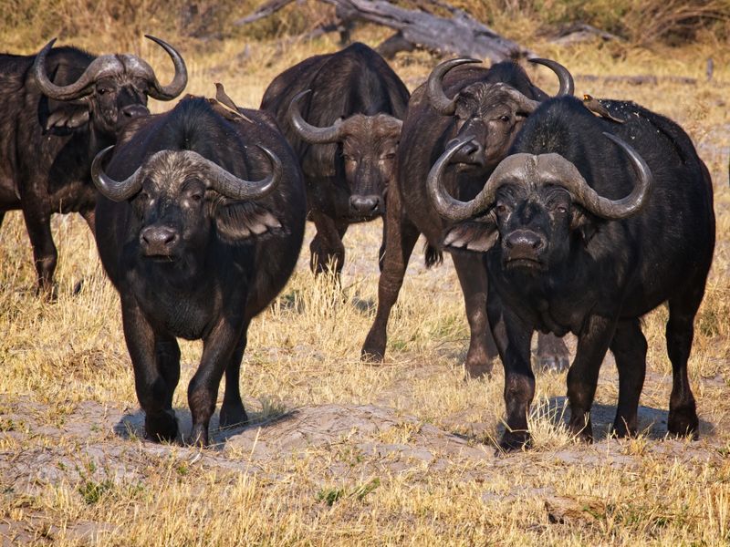 Cape Buffalo consider a rescue.jpg