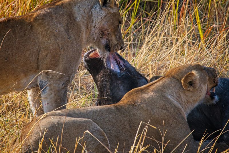 Lions eating.jpg