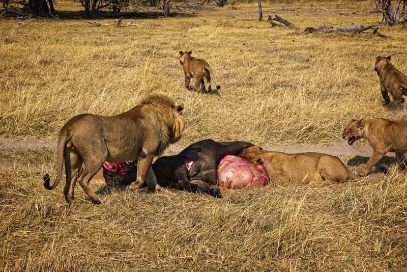 Male lion at kill site 3.jpg