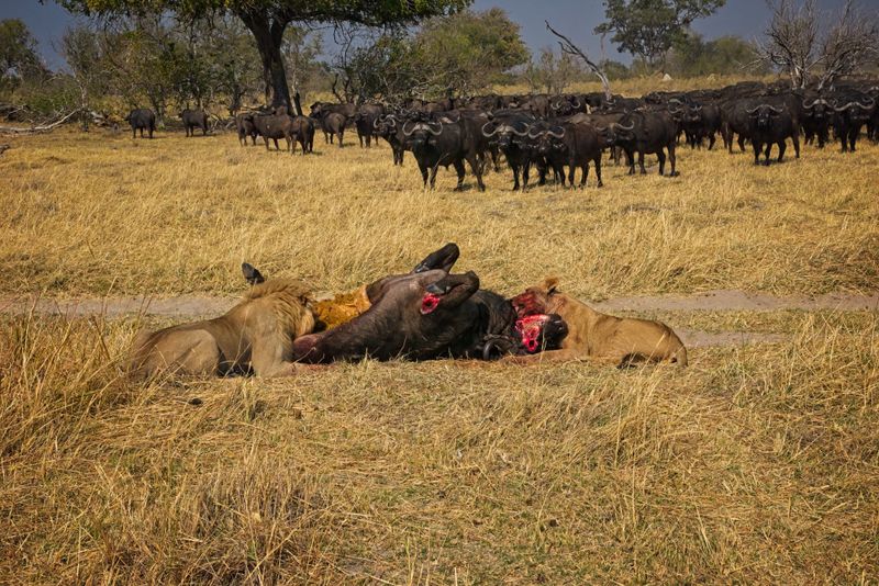 Male lion at kill site 4.jpg