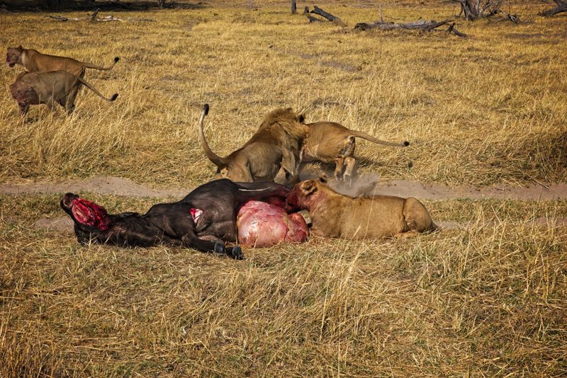 Male lion at kill site 6.jpg