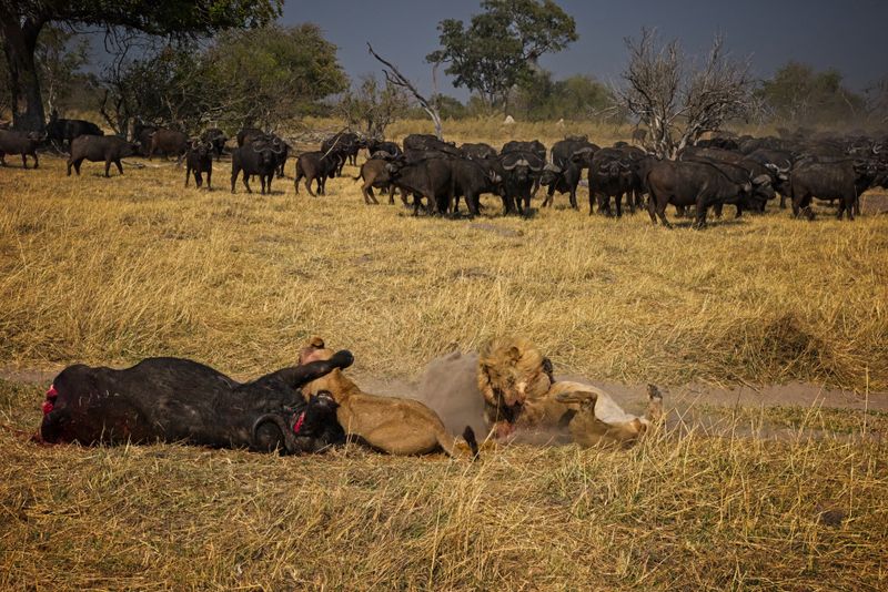 Male lion at kill site 7.jpg