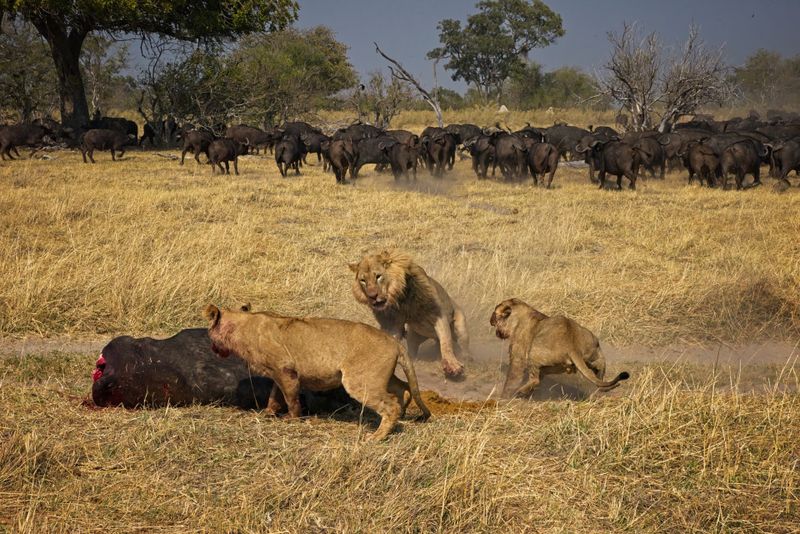 Male lion at kill site 8.jpg