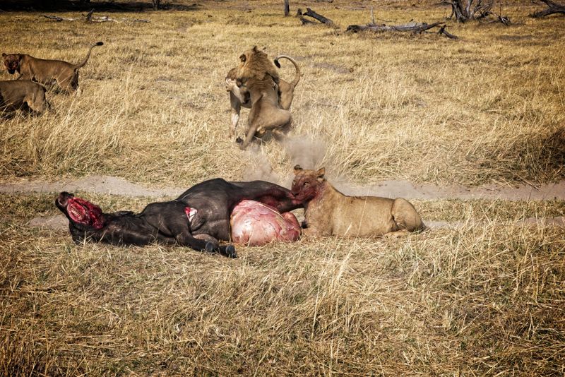 Male lion at kill site 5.jpg