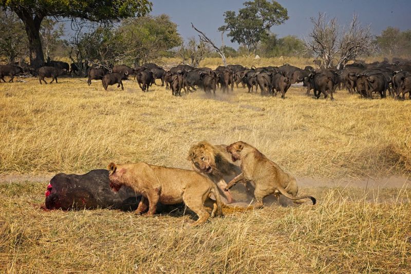 Male lion at kill site 9.jpg