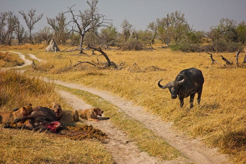 Lone Cape Buffalo returns 1.jpg