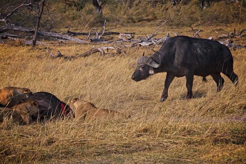 Lone Cape Buffalo returns 2.jpg