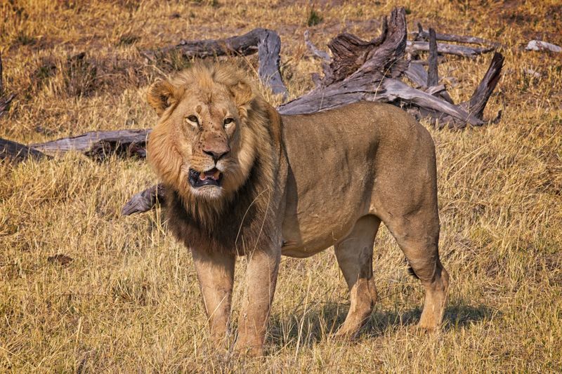 Male lion at kill site 2.jpg