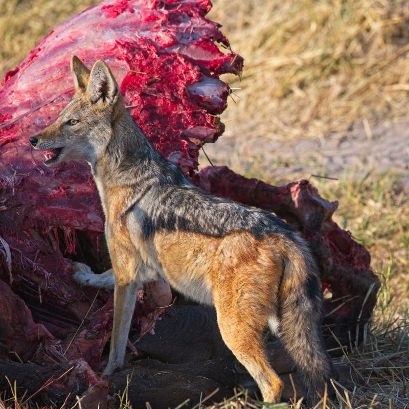 081824 Blackbacked Jackal scavenging.jpg