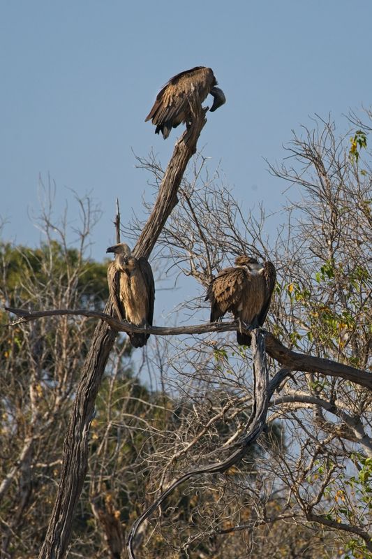 081824 Vultures come to scavenge.jpg