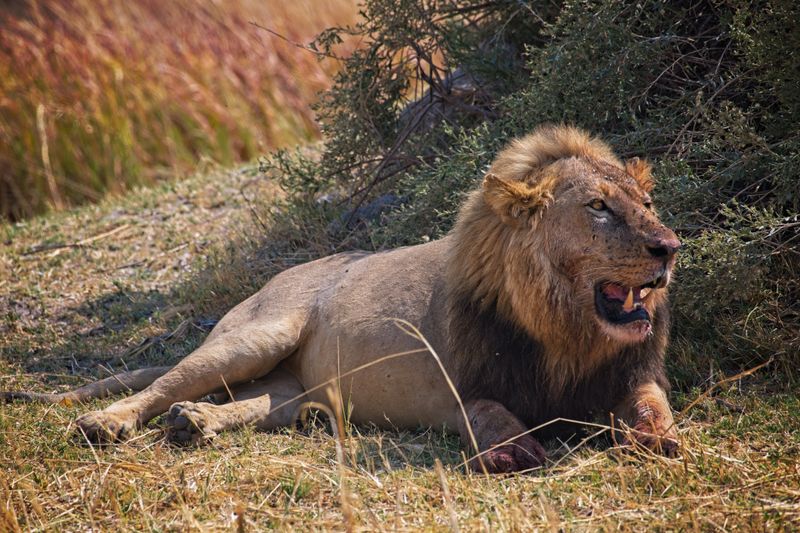 Lion after feeding.jpg