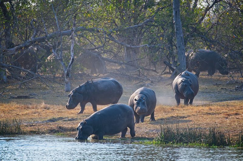Hippos return to the water in late afternoon.jpg