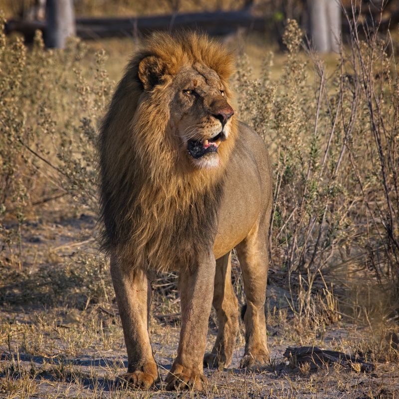 Male lion not of the pride arrives.jpg