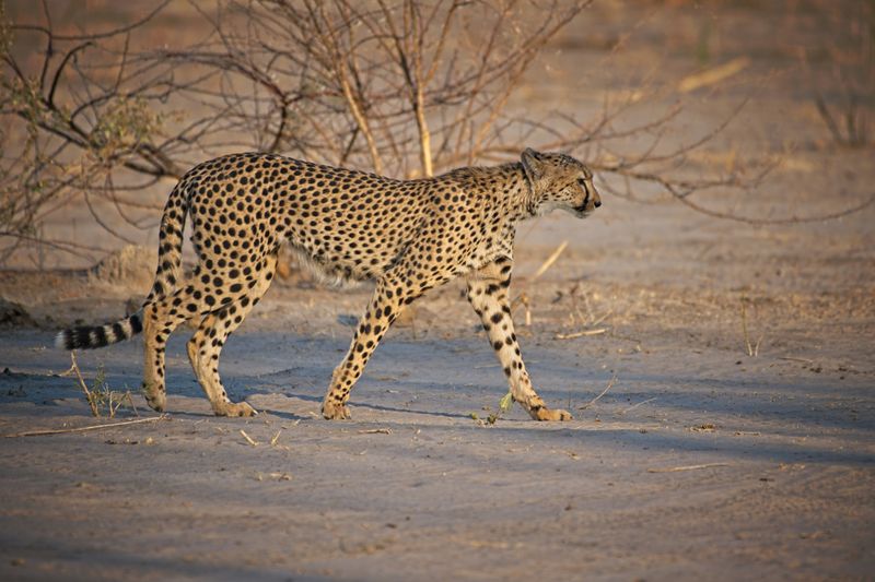 081724 Cheetah brothers 2.jpg