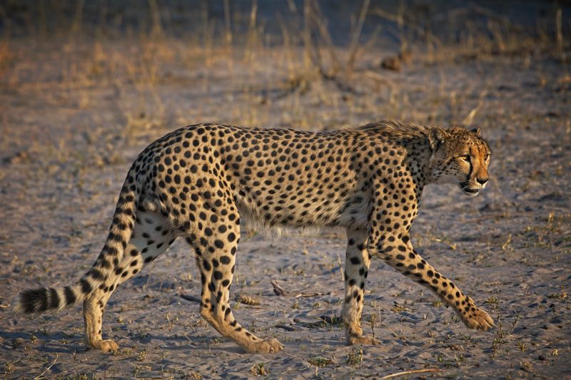 081724 Cheetah brothers 3.jpg