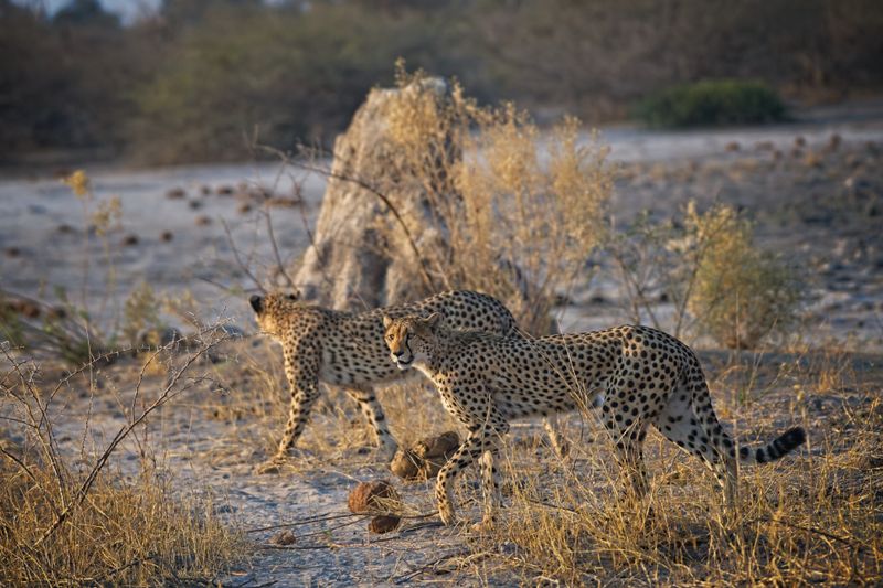 081724 Cheetah brothers 4.jpg