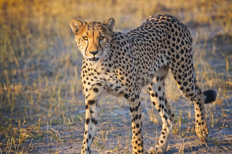 081724 Cheetah brothers 5.jpg