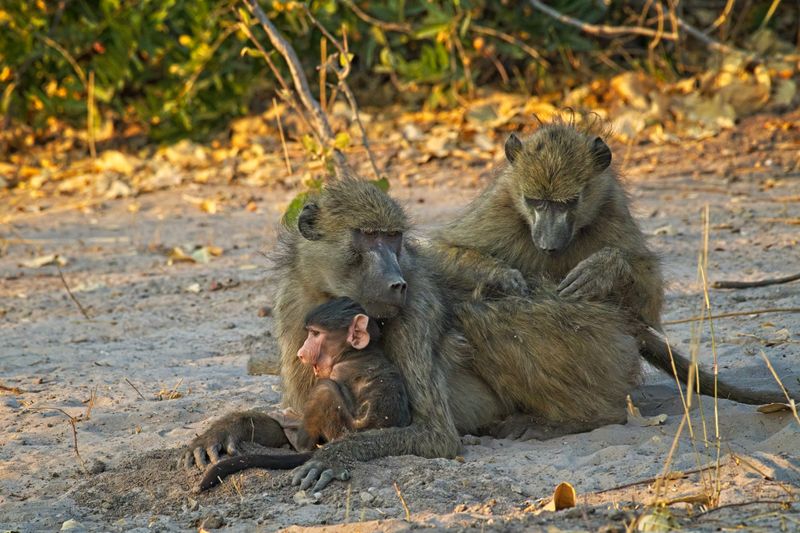 Baboon family 1.jpg