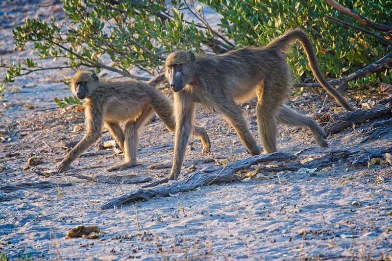 Baboon family 3.jpg