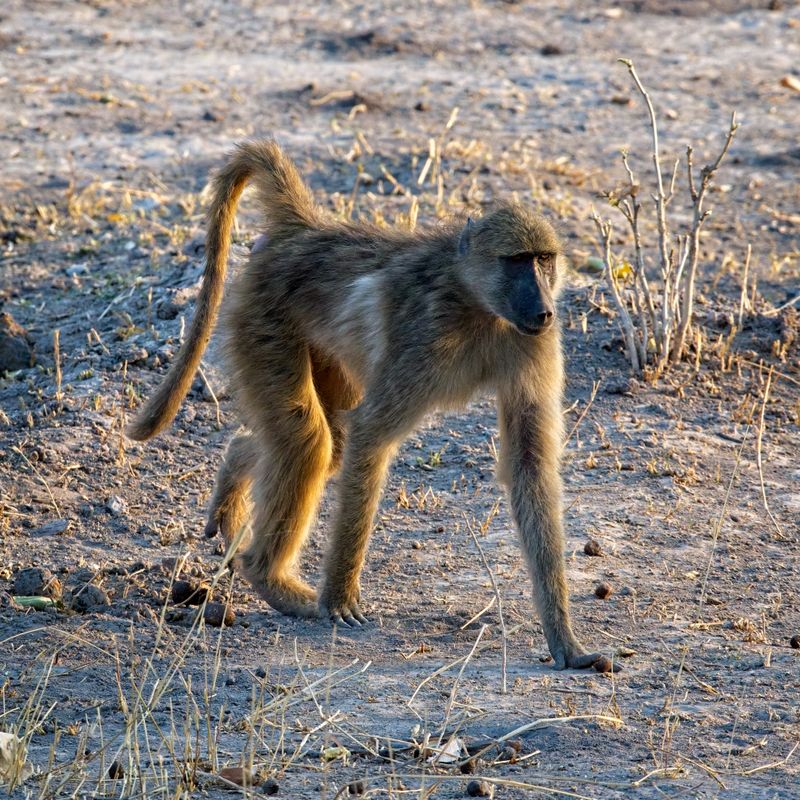 Baboon family 4.jpg
