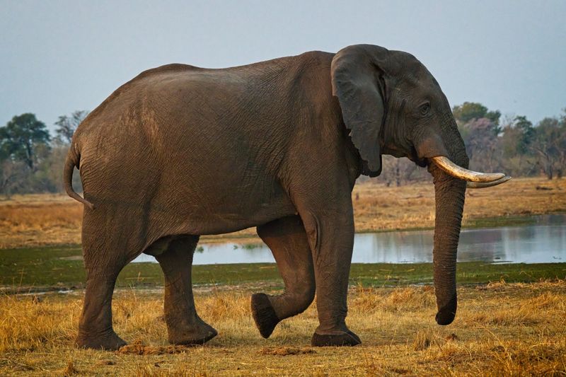 081724 Elephant profile.jpg