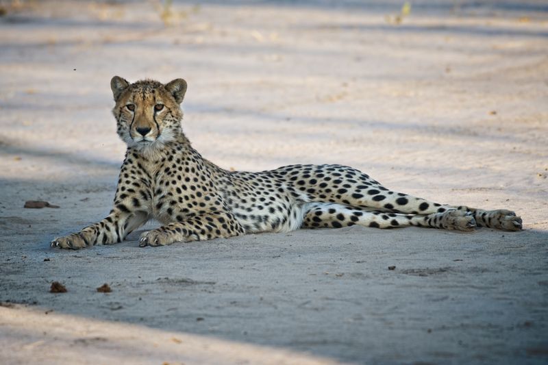 081724 Cheetah brothers 1.jpg