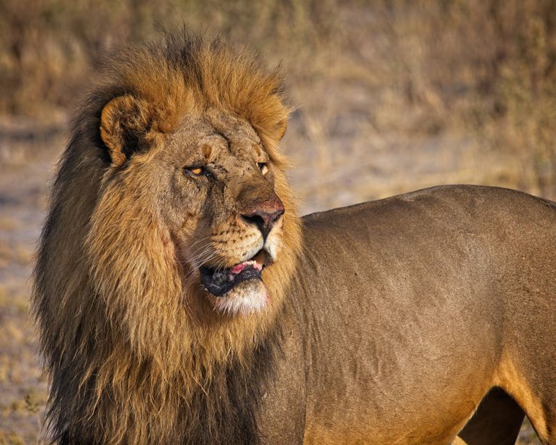 081824 Lion.jpg