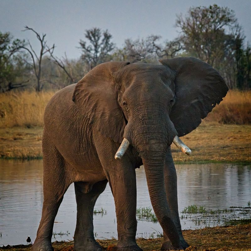 081724 Elephant at dusk.jpg