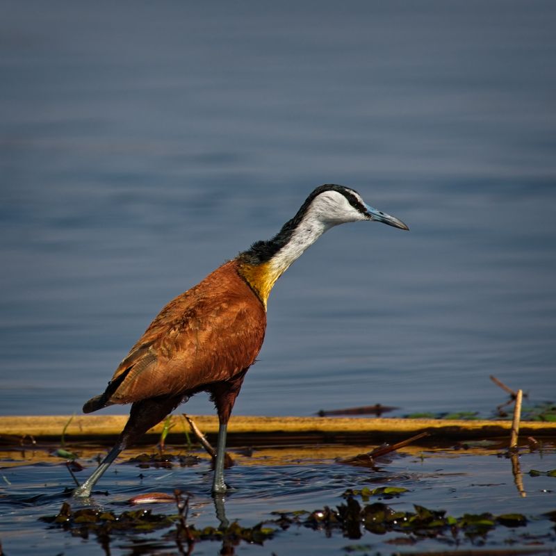 081824 African Jesus Bird 3.jpg