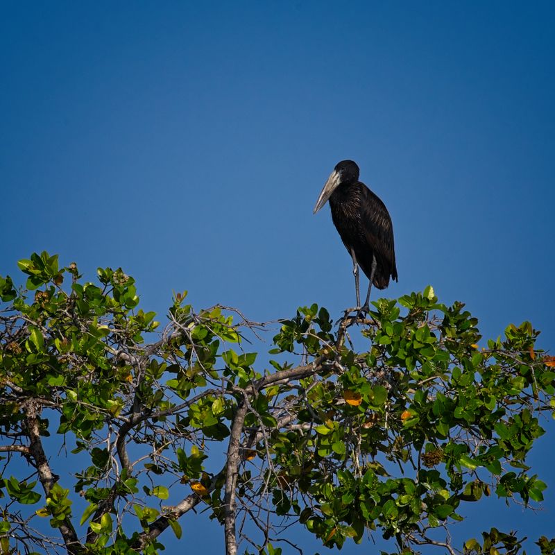 081824 African Openbill stork 1.jpg