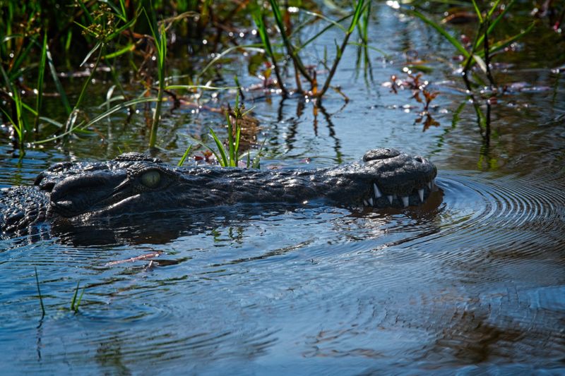 081824 Crocodile 3.jpg