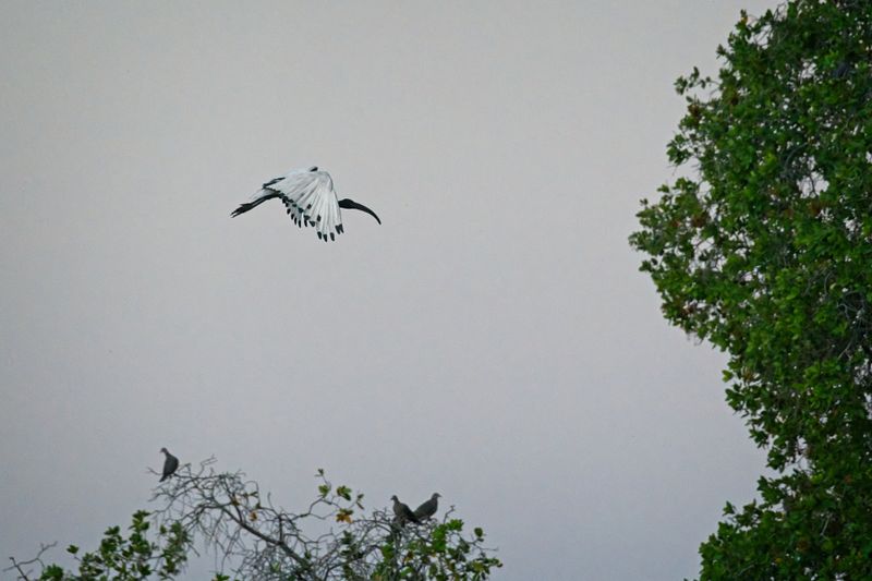 081824 Egyptian Sacred Ibis 3.jpg